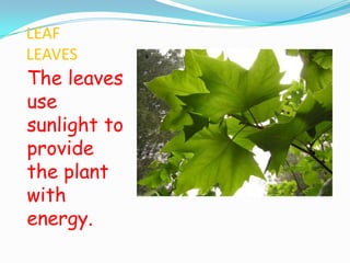 LEAF
LEAVES

The leaves
use
sunlight to
provide
the plant
with
energy.

 