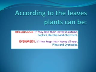 DECIDIUOUS, if they lose their leaves in autumn.
Poplars, Beeches and Chestnuts.

EVERGREEN, if they keep their leaves all year.
Pines and Cypresses.

 