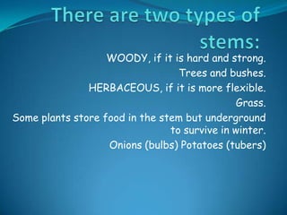 WOODY, if it is hard and strong.
Trees and bushes.
HERBACEOUS, if it is more flexible.
Grass.
Some plants store food in the stem but underground
to survive in winter.
Onions (bulbs) Potatoes (tubers)

 