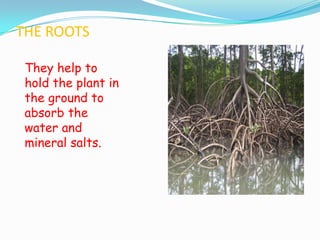 THE ROOTS
They help to
hold the plant in
the ground to
absorb the
water and
mineral salts.

 