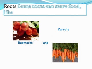 Roots.

Carrots

Beetroots

and

 