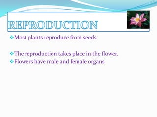 Most plants reproduce from seeds.
The reproduction takes place in the flower.
Flowers have male and female organs.

 