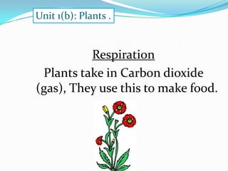 Unit 1(b): Plants .

Respiration
Plants take in Carbon dioxide
(gas), They use this to make food.

 