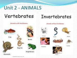 Unit 2 - ANIMALS

 