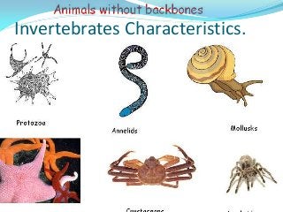 Invertebrates Characteristics.

 