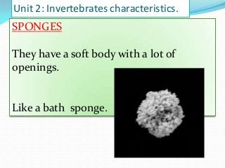 Unit 2: Invertebrates characteristics.

SPONGES
They have a soft body with a lot of
openings.

Like a bath sponge.

 