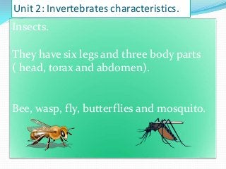 Unit 2: Invertebrates characteristics.

Insects.
They have six legs and three body parts
( head, torax and abdomen).

Bee, wasp, fly, butterflies and mosquito.

 