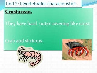 Unit 2: Invertebrates characteristics.

Crustacean.
They have hard outer covering like crust.

Crab and shrimps.

 