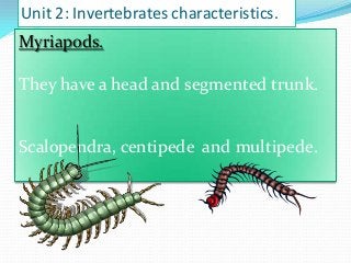 Unit 2: Invertebrates characteristics.

Myriapods.
They have a head and segmented trunk.

Scalopendra, centipede and multipede.

 