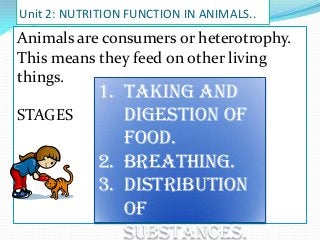 Unit 2: NUTRITION FUNCTION IN ANIMALS..

Animals are consumers or heterotrophy.
This means they feed on other living
things.
STAGES

1. Taking and
digestion of
food.
2. Breathing.
3. Distribution
of
substances.

 