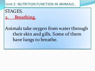 Unit 2: NUTRITION FUNCTION IN ANIMALS..

STAGES.
2. Breathing.
Animals take oxygen from water through
their skin and gills. Some of them
have lungs to breathe.

 