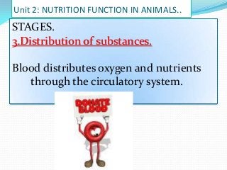 Unit 2: NUTRITION FUNCTION IN ANIMALS..

STAGES.
3.Distribution of substances.
Blood distributes oxygen and nutrients
through the circulatory system.

 