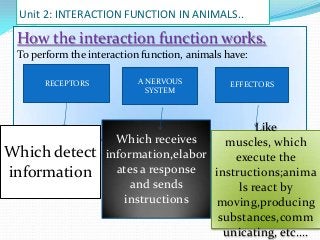 Unit 2: INTERACTION FUNCTION IN ANIMALS..

How the interaction function works.
To perform the interaction function, animals have:
RECEPTORS

Which detect
information

A NERVOUS
SYSTEM

EFFECTORS

Like
Which receives
muscles, which
information,elabor
execute the
ates a response
instructions;anima
and sends
ls react by
instructions
moving,producing
substances,comm
unicating, etc….

 