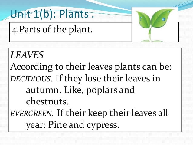 Do Potatoes Store Food In Their Leaves Do Potatoes Store Food In Their Leaves