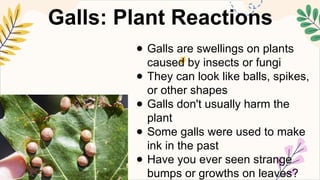 Gall Making SCIENCE5 Q2 7 describe the purpose of specialized structures in plants ...