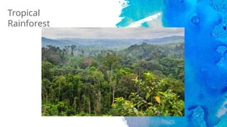 Tropical
Rainforest
 