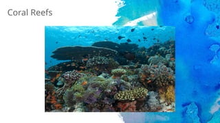 Coral Reefs
 
