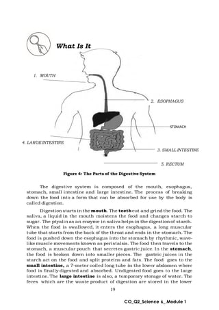 19
CO_Q2_Science 6_ Module 1
What Is It
STOMACH
Figure 4: The Parts of the Digestive System
The digestive system is composed of the mouth, esophagus,
stomach, small intestine and large intestine. The process of breaking
down the food into a form that can be absorbed for use by the body is
called digestion.
Digestion starts in the mouth. The teethcut and grind the food. The
saliva, a liquid in the mouth moistens the food and changes starch to
sugar. The ptyalin as an enzyme in saliva helps in the digestion of starch.
When the food is swallowed, it enters the esophagus, a long muscular
tube that starts from the back of the throat and ends in the stomach. The
food is pushed down the esophagus into the stomach by rhythmic, wave-
like muscle movements known as peristalsis. The food then travels to the
stomach, a muscular pouch that secretes gastric juice. In the stomach,
the food is broken down into smaller pieces. The gastric juices in the
starch act on the food and split proteins and fats. The food goes to the
small intestine, a 7-meter coiled long tube in the lower abdomen where
food is finally digested and absorbed. Undigested food goes to the large
intestine. The large intestine is also, a temporary storage of water. The
feces which are the waste product of digestion are stored in the lower
1. MOUTH
2. ESOPHAGUS
3. SMALL INTESTINE
4. LARGE INTESTINE
5. RECTUM
 