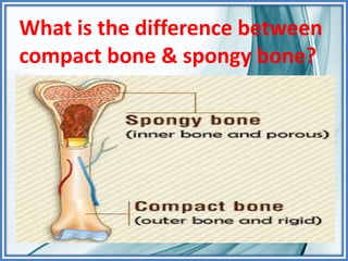 What is the difference between
compact bone & spongy bone?
 