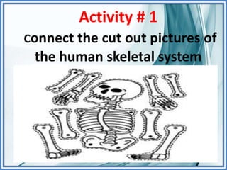 Activity # 1
Connect the cut out pictures of
the human skeletal system
 