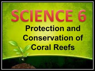 Protection and
Conservation of
Coral Reefs
 