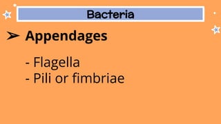 Bacteria
➢ Appendages
- Flagella
- Pili or ﬁmbriae
 