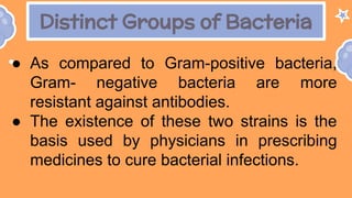 Distinct Groups of Bacteria
● As compared to Gram-positive bacteria,
Gram- negative bacteria are more
resistant against antibodies.
● The existence of these two strains is the
basis used by physicians in prescribing
medicines to cure bacterial infections.
 