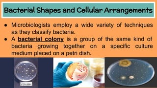 Bacterial Shapes and Cellular Arrangements
● Microbiologists employ a wide variety of techniques
as they classify bacteria.
● A bacterial colony is a group of the same kind of
bacteria growing together on a specific culture
medium placed on a petri dish.
 