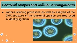 Bacterial Shapes and Cellular Arrangements
● Various staining processes as well as analysis of the
DNA structure of the bacterial species are also used
in identifying them.
 