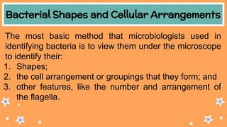 Bacterial Shapes and Cellular Arrangements
The most basic method that microbiologists used in
identifying bacteria is to view them under the microscope
to identify their:
1. Shapes;
2. the cell arrangement or groupings that they form; and
3. other features, like the number and arrangement of
the flagella.
 