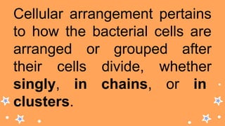 Cellular arrangement pertains
to how the bacterial cells are
arranged or grouped after
their cells divide, whether
singly, in chains, or in
clusters.
 