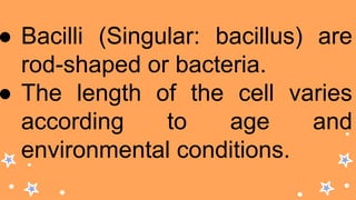 ● Bacilli (Singular: bacillus) are
rod-shaped or bacteria.
● The length of the cell varies
according to age and
environmental conditions.
 