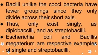 ● Bacilli unlike the cocci bacteria have
fewer groupings since they only
divide across their short axis.
● Thus, only exist singly, as
diplobaccilli, and as streptobacilli.
● Escherichia coli and Bacillis
megaterium are respective examples
of single and streptobacilli.
 