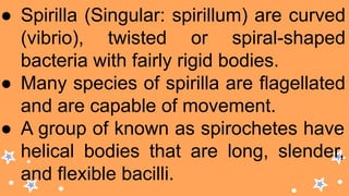 ● Spirilla (Singular: spirillum) are curved
(vibrio), twisted or spiral-shaped
bacteria with fairly rigid bodies.
● Many species of spirilla are flagellated
and are capable of movement.
● A group of known as spirochetes have
helical bodies that are long, slender,
and flexible bacilli.
 