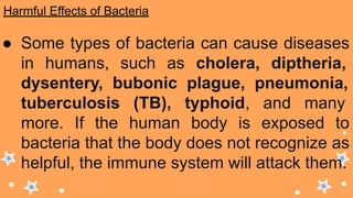 Harmful Effects of Bacteria
● Some types of bacteria can cause diseases
in humans, such as cholera, diptheria,
dysentery, bubonic plague, pneumonia,
tuberculosis (TB), typhoid, and many
more. If the human body is exposed to
bacteria that the body does not recognize as
helpful, the immune system will attack them.
 