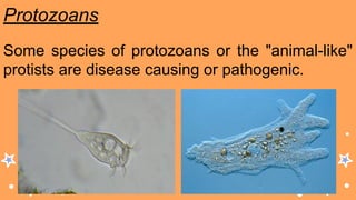 Protozoans
Some species of protozoans or the "animal-like"
protists are disease causing or pathogenic.
 