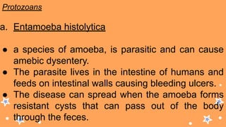 Protozoans
a. Entamoeba histolytica
● a species of amoeba, is parasitic and can cause
amebic dysentery.
● The parasite lives in the intestine of humans and
feeds on intestinal walls causing bleeding ulcers.
● The disease can spread when the amoeba forms
resistant cysts that can pass out of the body
through the feces.
 