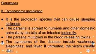 Protozoans
B. Trypanosoma gambiense
● It is the protozoan species that can cause sleeping
sickness.
● The parasite is spread to humans and other domestic
animals by the bite of an infected tsetse fly.
● The parasite multiplies in the blood releasing toxins.
● The symptoms of the disease include weakness,
sleepiness, and fever. If untreated, the victim usually
dies.
 