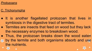 Protozoans
C. Trichonympha
● It is another flagellated protozoan that lives in
symbiosis in the digestive tract of termites.
● Termites are insects that feed on wood but they lack
the necessary enzymes to breakdown wood.
● Thus, the protozoan breaks down the wood eaten
by the termite and both organisms absorb and use
the nutrients.
 