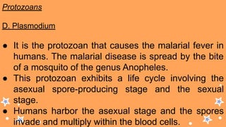 Protozoans
D. Plasmodium
● It is the protozoan that causes the malarial fever in
humans. The malarial disease is spread by the bite
of a mosquito of the genus Anopheles.
● This protozoan exhibits a life cycle involving the
asexual spore-producing stage and the sexual
stage.
● Humans harbor the asexual stage and the spores
invade and multiply within the blood cells.
 