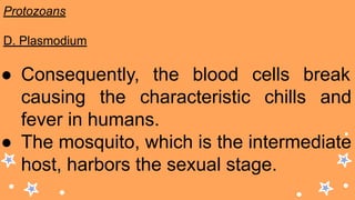 Protozoans
D. Plasmodium
● Consequently, the blood cells break
causing the characteristic chills and
fever in humans.
● The mosquito, which is the intermediate
host, harbors the sexual stage.
 