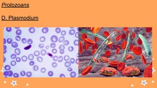 Protozoans
D. Plasmodium
 