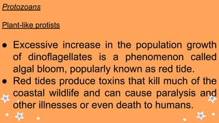 Protozoans
Plant-like protists
● Excessive increase in the population growth
of dinoflagellates is a phenomenon called
algal bloom, popularly known as red tide.
● Red tides produce toxins that kill much of the
coastal wildlife and can cause paralysis and
other illnesses or even death to humans.
 
