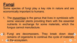 Fungi
Some species of fungi play a key role in nature and are
economically important to humans.
1. The mycorrhiza is the genus that lives in symbiosis with
some vascular plants providing them with the essential
nutrients in exchange for some materials, which the
fungus cannot manufacture.
2. Fungi are decomposers. They break down dead
remains of organisms to continue the cycle of materials
in the ecosystem.
 