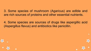 3. Some species of mushroom (Agaricus) are edible and
are rich sources of proteins and other essential nutrients.
4. Some species are sources of drugs like aspergillic acid
(Aspergillus flavus) and antibiotics like penicillin.
 