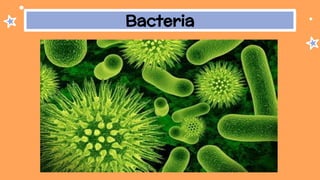 Bacteria
 
