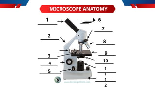 MICROSCOPE ANATOMY
1
2
3
4
5
6
7
8
9
10
1
1
1
2
 