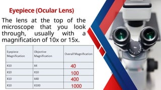 The lens at the top of the
microscope that you look
through, usually with a
magnification of 10x or 15x.
Eyepiece (Ocular Lens)
 