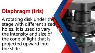 A rotating disk under the
stage with different sized
holes. It is used to vary
the intensity and size of
the cone of light that is
projected upward into
the slide.
Diaphragm (Iris)
 