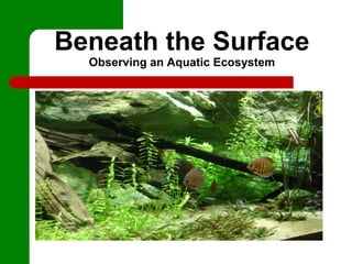Beneath the Surface
Observing an Aquatic Ecosystem
 